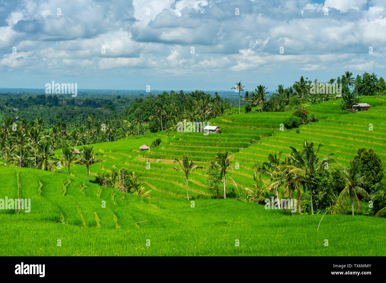 Terrazza di riso in isola di Bali, Indonesia. Foto Stock