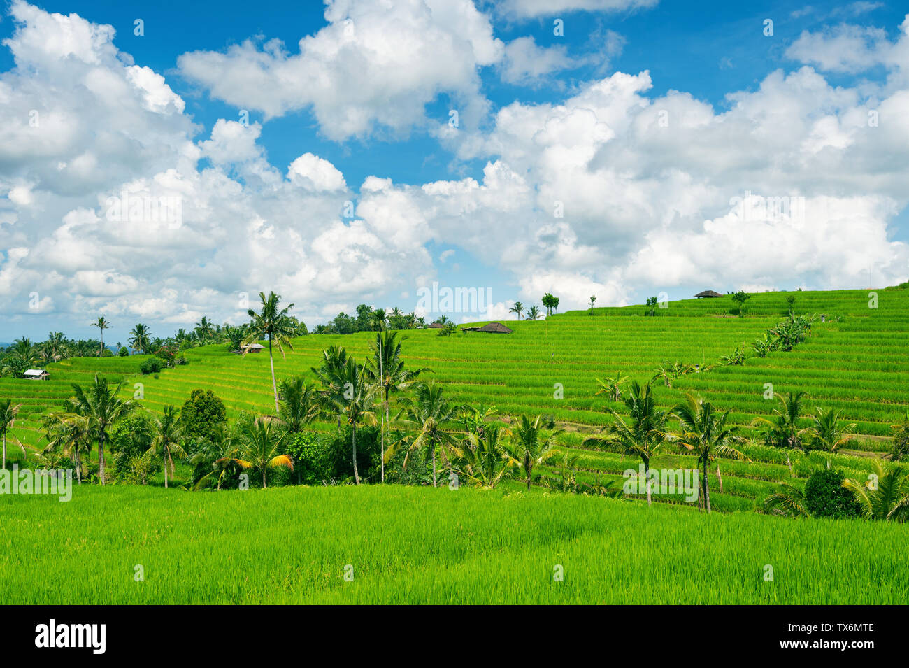 Terrazza di riso in isola di Bali, Indonesia. Foto Stock