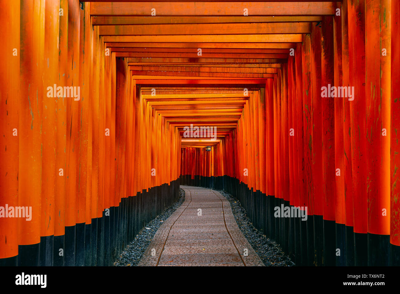 Il red torii gates passerella a fushimi inari Taisha a Kyoto, in Giappone. Foto Stock