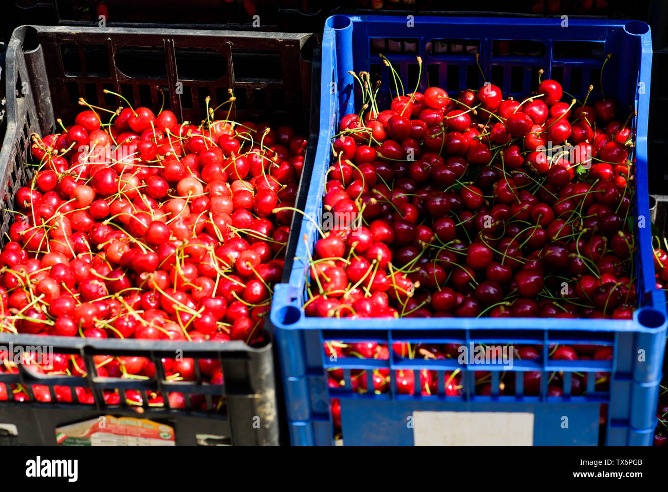 Estate berry mercato. ciliegie mature e di ciliegio nella casella. vitamina e diete. frutta stagionale. shopping naturale. organico ed utile cibo. Uno stile di vita sano. agriturismo mercato. l'importazione e l'esportazione. Cibo sano. Foto Stock