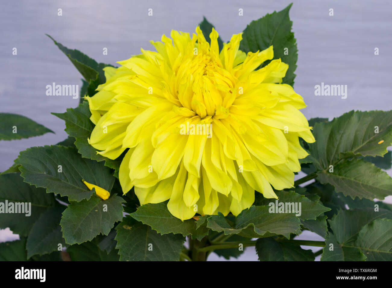 Giallo Fiore Guldavari, impianto di piante erbacee perenni. Si tratta di un sole amorevole pianta fiorisce in primavera a tarda estate. Molto popolare di fiore fo Foto Stock