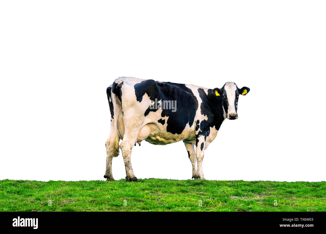 Le vacche in piedi sul campo verde. Vacche isolati su sfondo bianco. Foto Stock