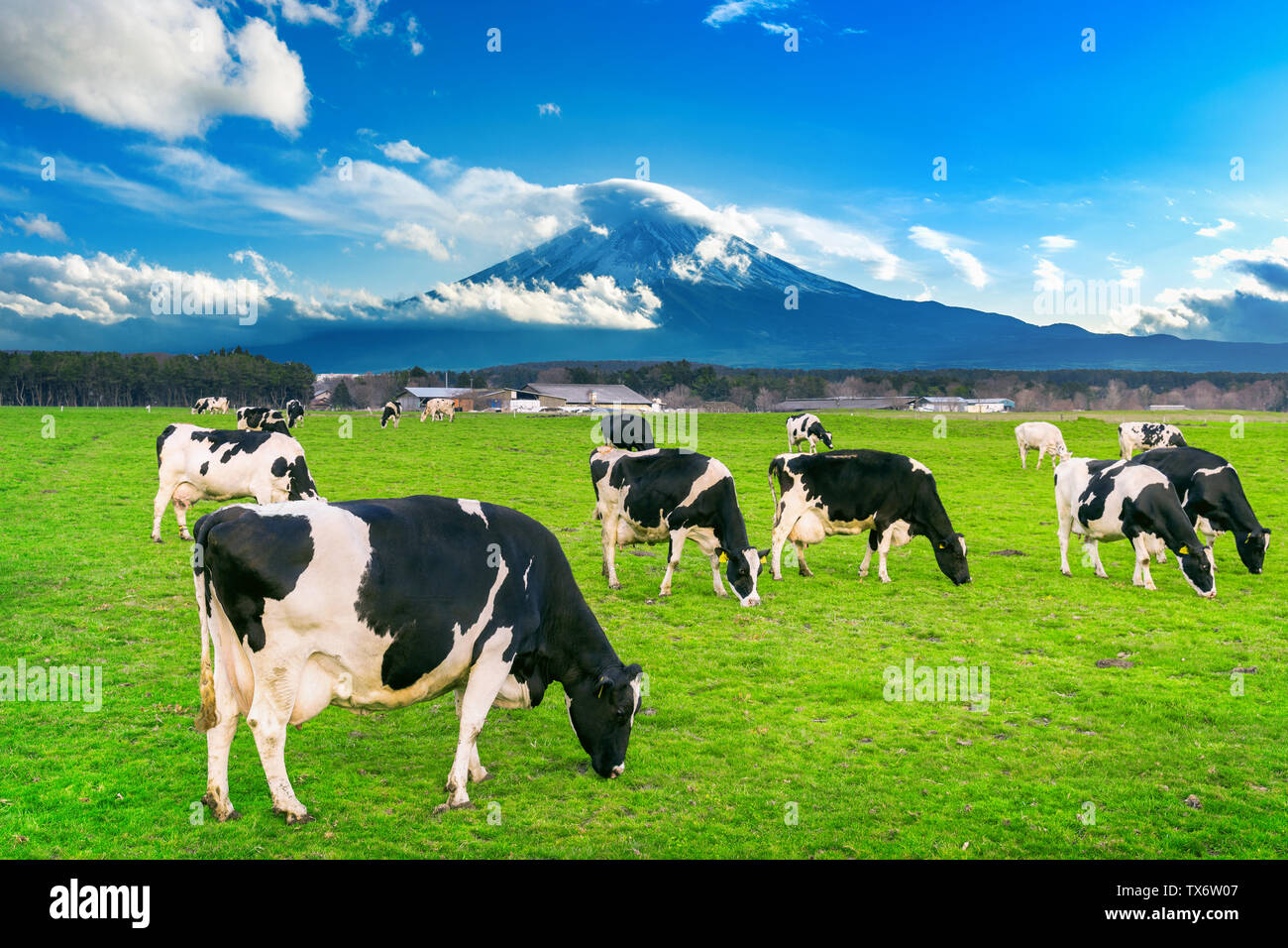 Mucche mangiano erba verde sul campo verde nella parte anteriore del monte Fuji, Giappone. Foto Stock