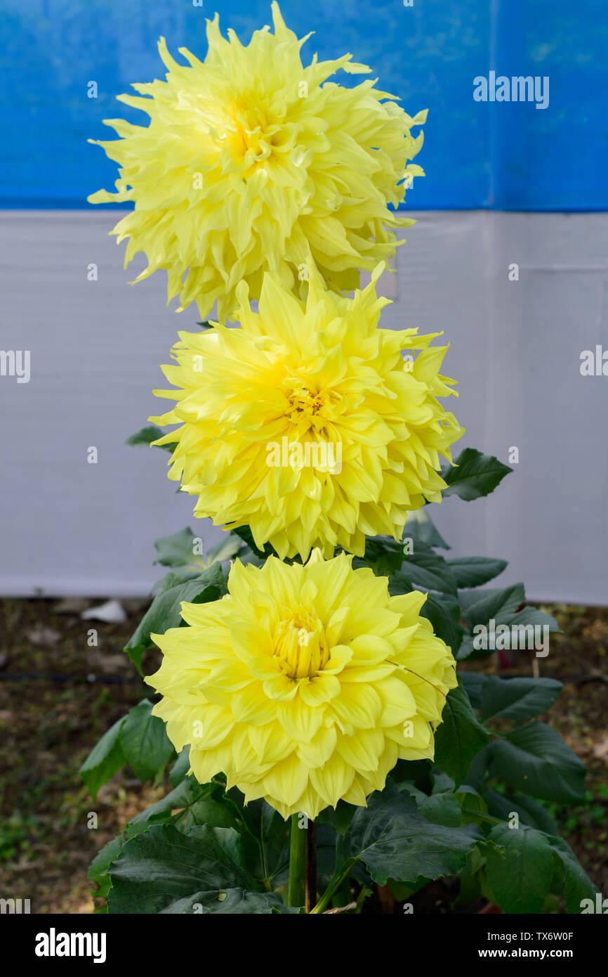 Giallo Fiore Guldavari, impianto di piante erbacee perenni. Si tratta di un sole amorevole pianta fiorisce in primavera a tarda estate. Molto popolare di fiore fo Foto Stock