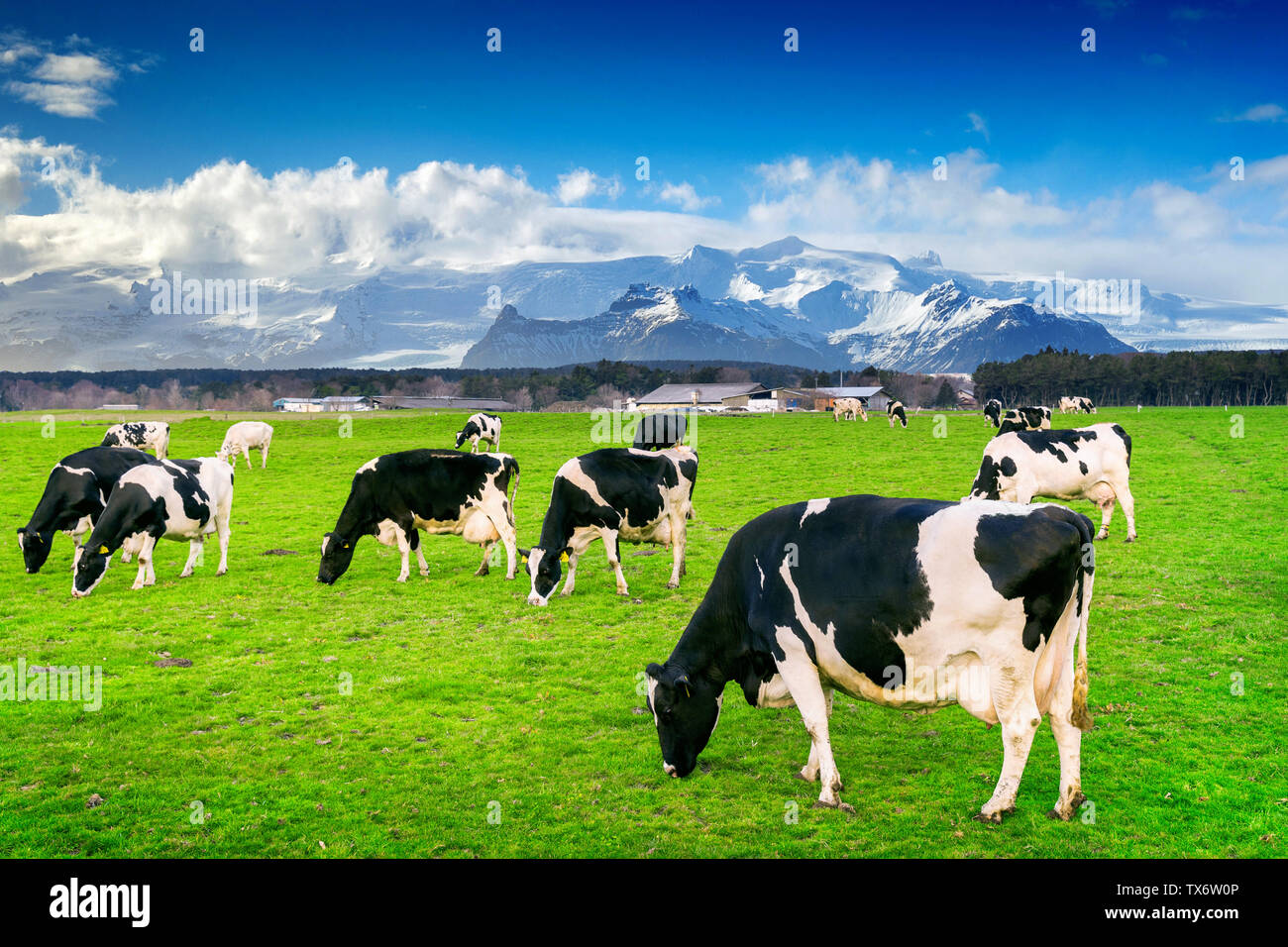 Mucche mangiano erba verde sul verde del campo. Foto Stock