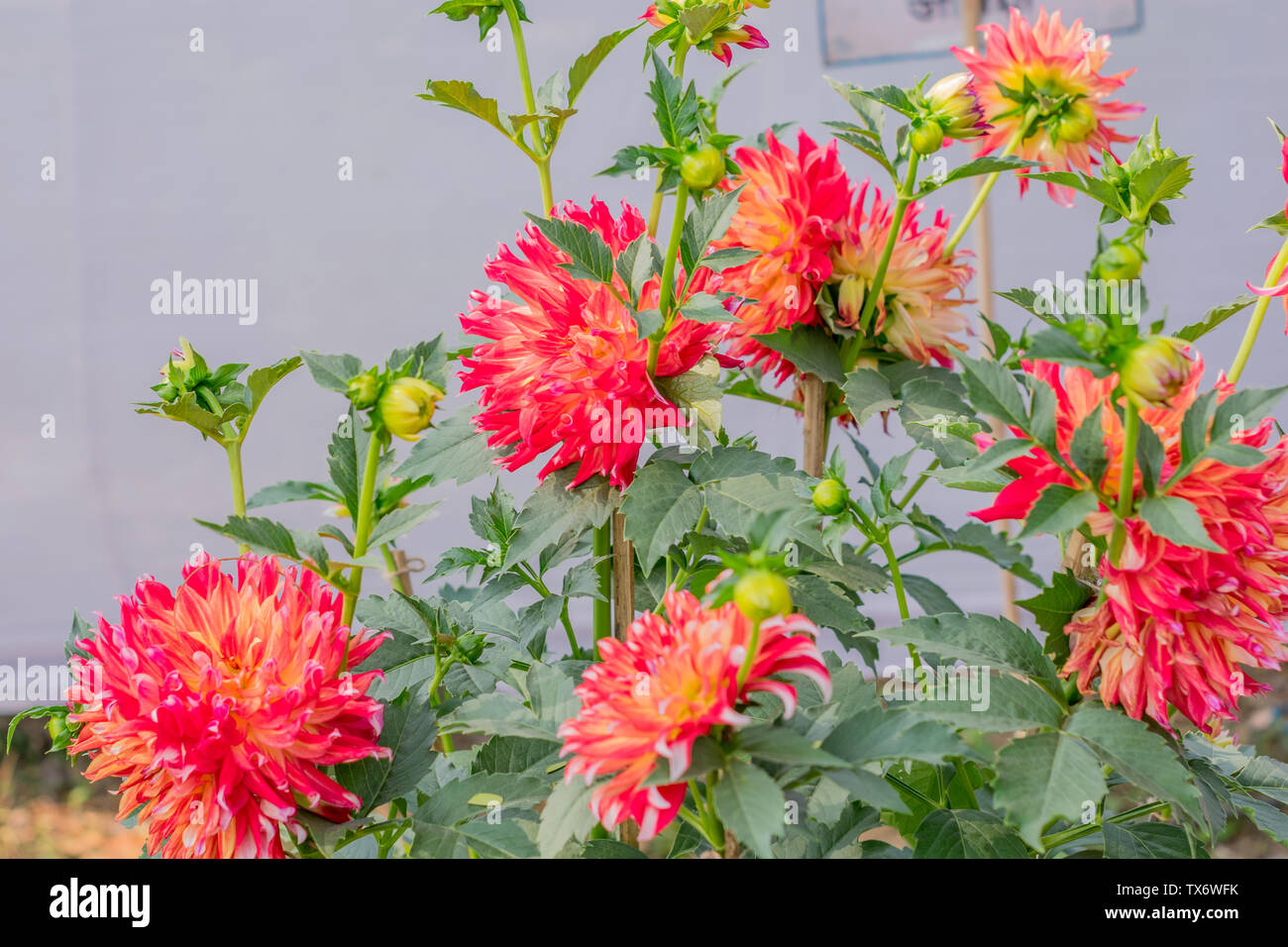 Colore rosa o di erba cipollina Allium forma fiore del crisantemo. Un sun amorevole flora fiorisce in primavera a tarda estate. Un molto popolare per il bouquet. La sua col Foto Stock