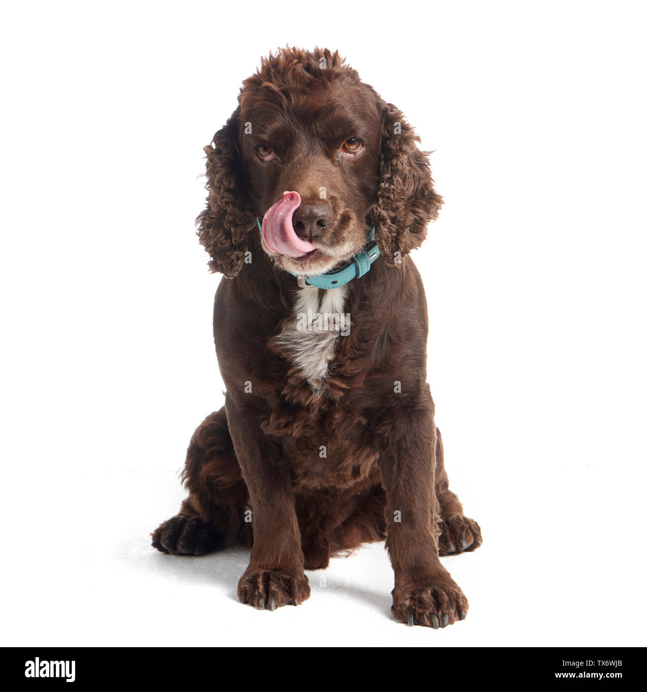 Cocker Spaniel cane Foto Stock