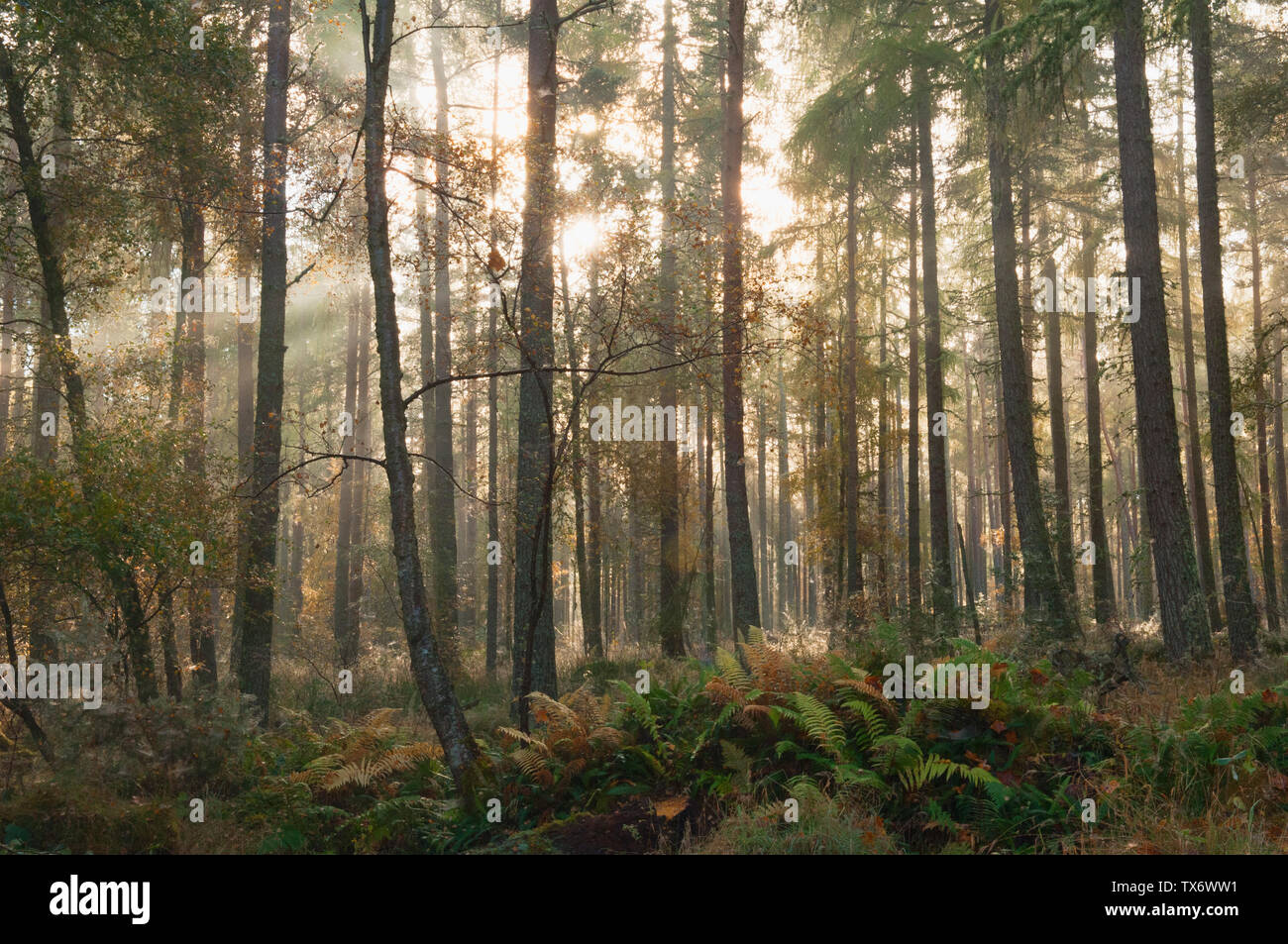 Misty foresta vicino al villaggio di Marybank - Ross-shire, Scozia. Foto Stock