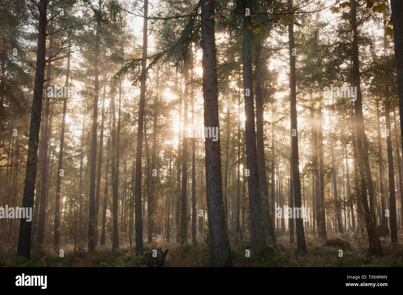 Misty foresta vicino al villaggio di Marybank - Ross-shire, Scozia. Foto Stock