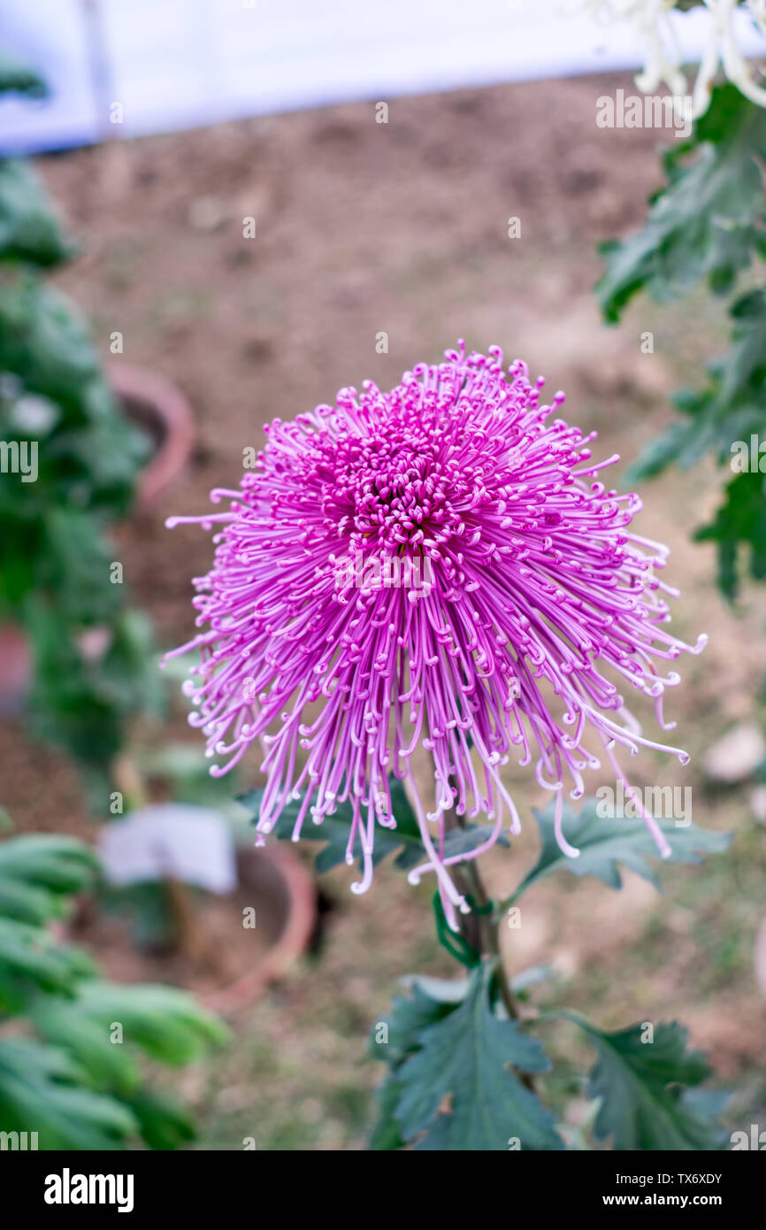 Colore rosa o di erba cipollina Allium forma fiore del crisantemo. Un sun amorevole flora fiorisce in primavera a tarda estate. Un molto popolare per il bouquet. La sua col Foto Stock
