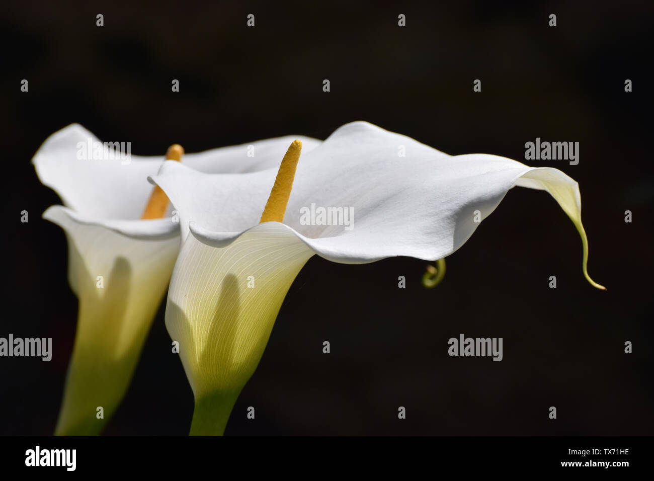 White Calla Lilies on un solido background a sfera Foto Stock