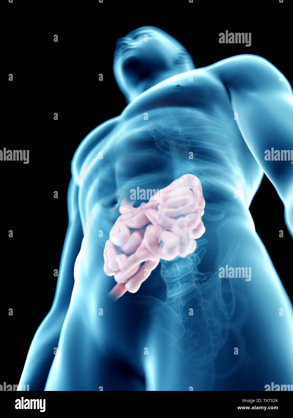 3D Rendering accurato dal punto di vista medico illustrazione di un mans intestino tenue Foto Stock