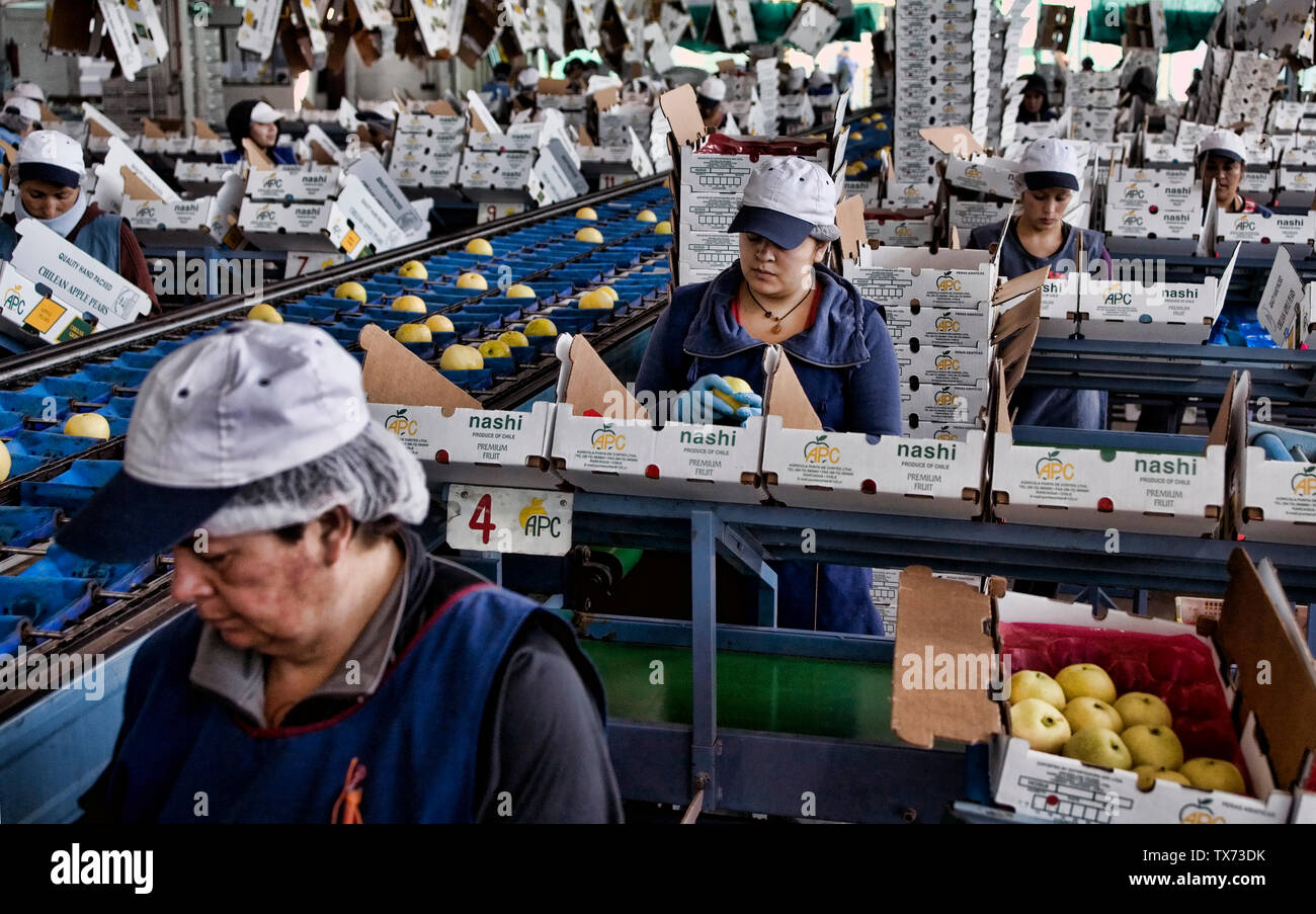 Donne qualità di imballaggio apple pere international per il mercato di esportazione di una fabbrica a Rancagua Cile Foto Stock