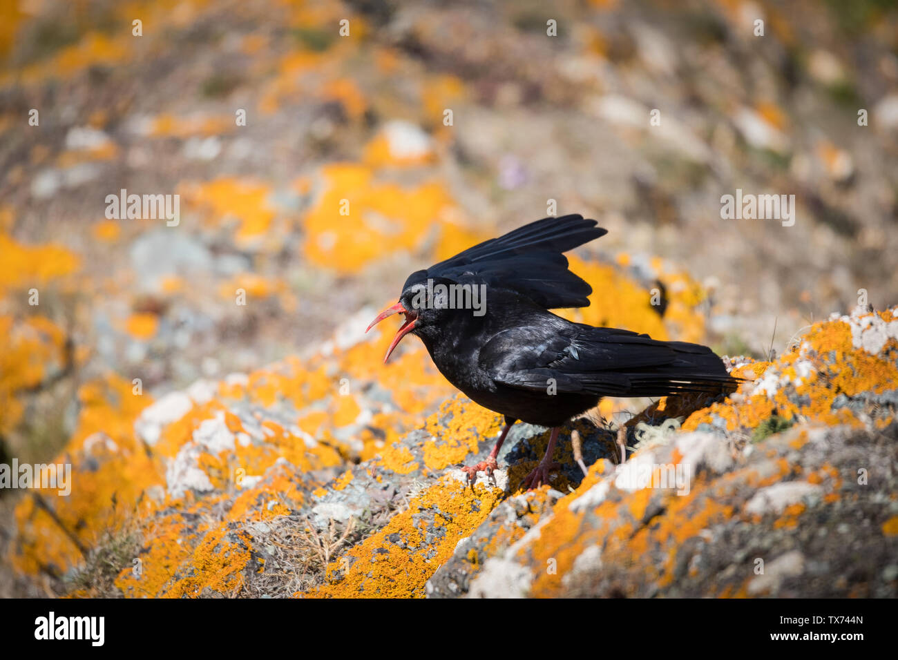Gracchio corallino della Cornovaglia Foto Stock