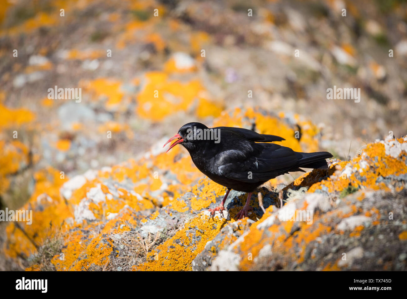 Gracchio corallino della Cornovaglia Foto Stock