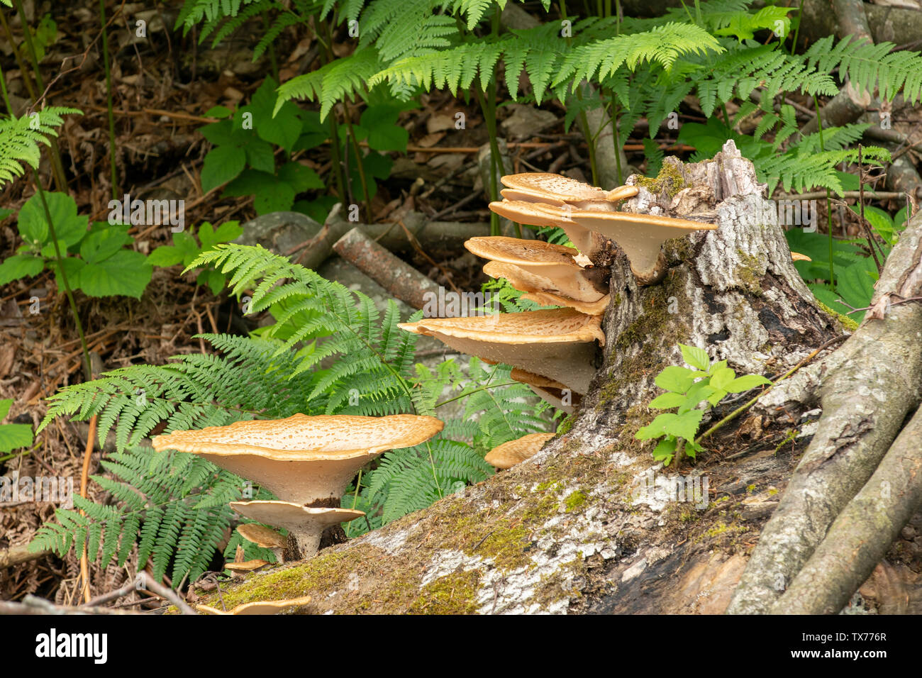 Polyporus squamosus, della Driade sella presso il Parco Nazionale dei Laghi di Plitvice, Croazia Foto Stock
