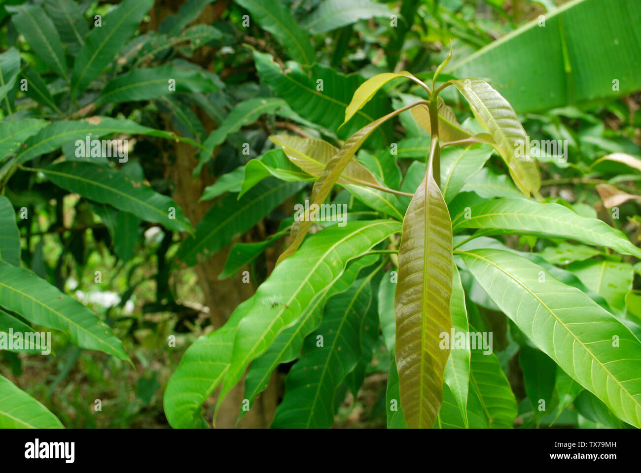 Vite senza fine di mangiare le foglie di mango. Medicazione per foglie di mango. Foto Stock