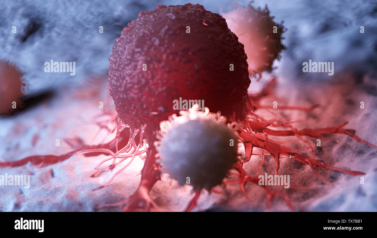 3D Rendering accurato dal punto di vista medico illustrazione di cellule bianche del sangue che attacca una cellula di cancro Foto Stock