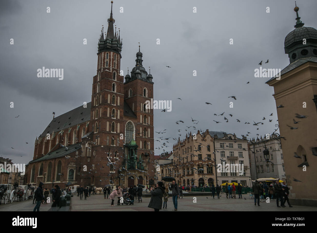 Cracovia in Polonia - Marzo 9, 2019: Molti piccioni sorvolano la medievale piazza del mercato di Cracovia in inverno Rainy day Foto Stock