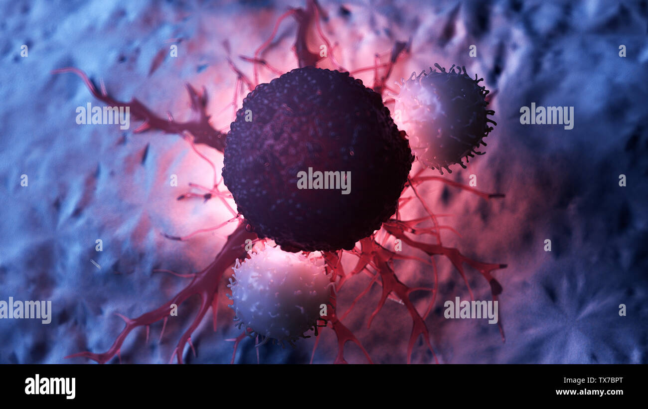 3D Rendering accurato dal punto di vista medico illustrazione di cellule bianche del sangue che attacca una cellula di cancro Foto Stock