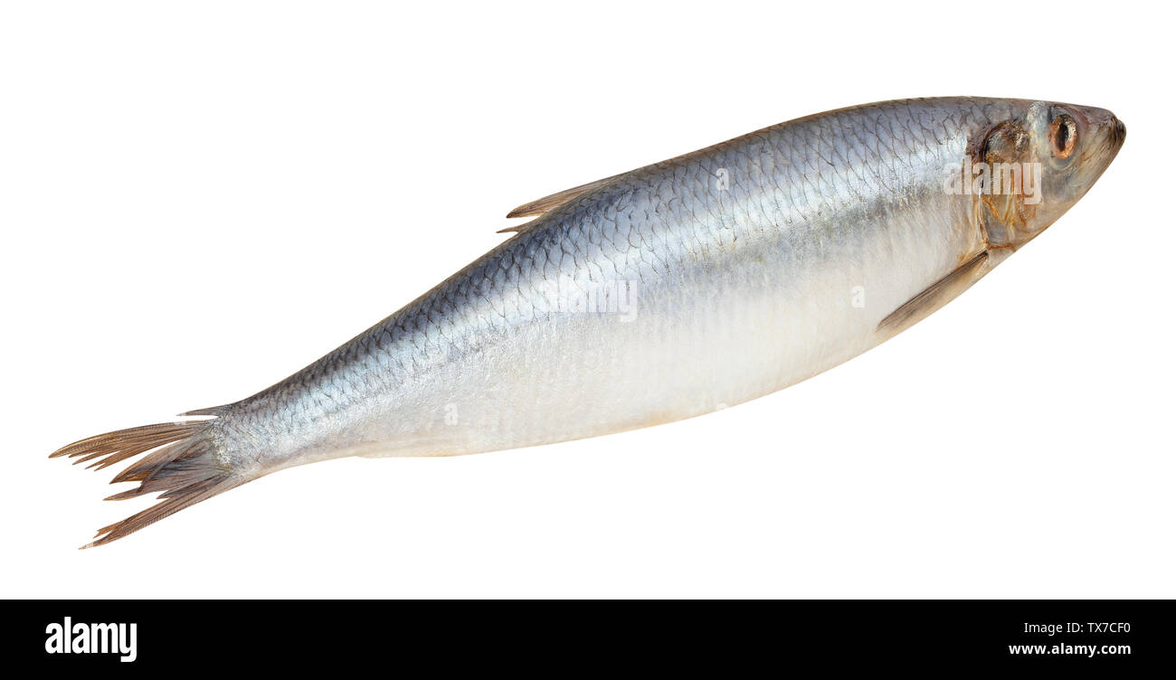 Aringa percorso di pesce isolato su bianco Foto stock - Alamy