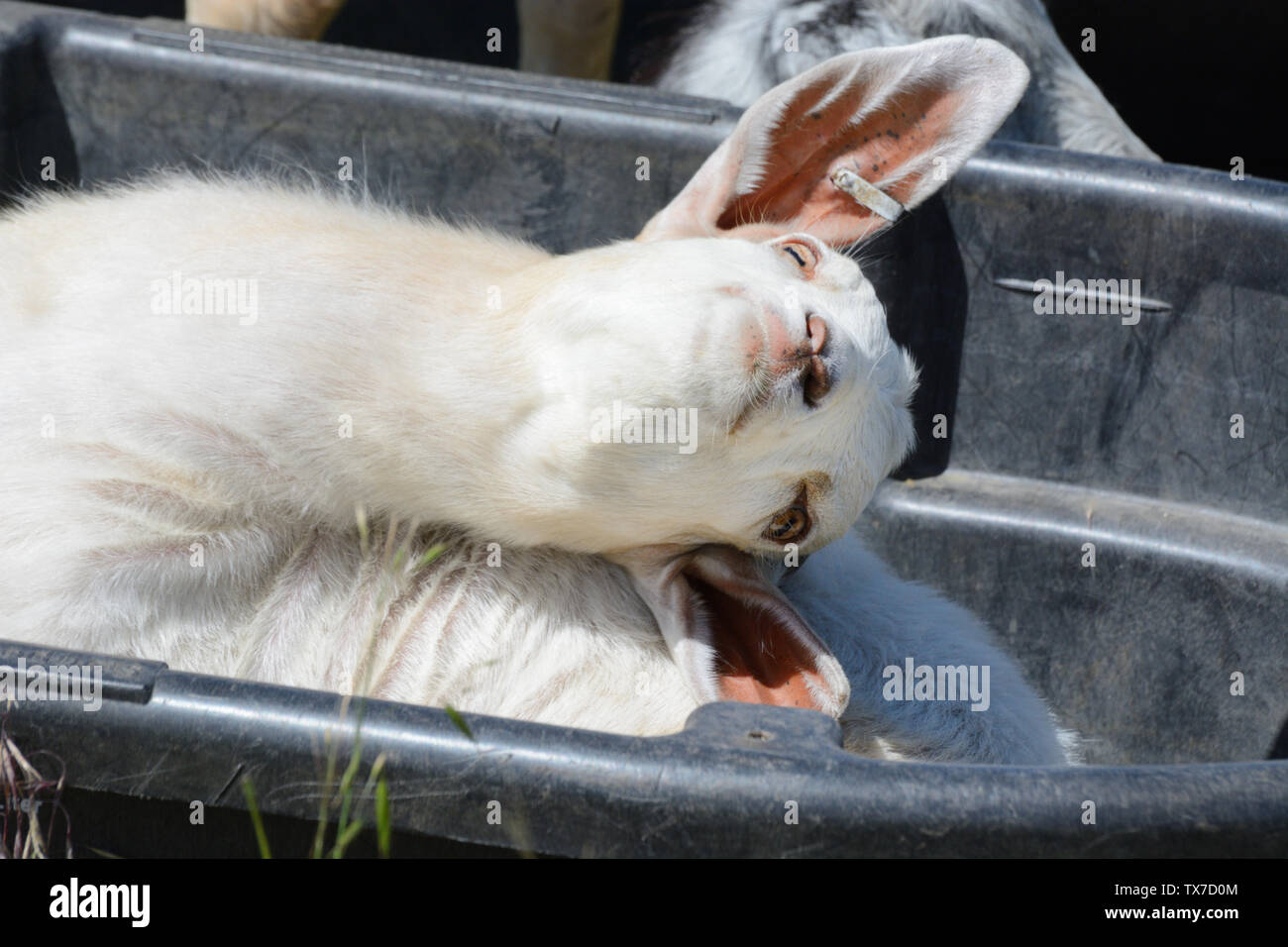 Giovane capra bianca e stirando il collo in secca in gomma nera vuota trogolo di acqua vasca Foto Stock