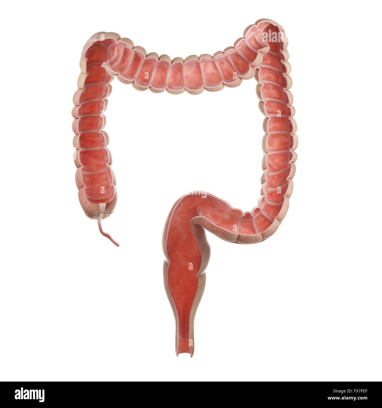 3D Rendering accurato dal punto di vista medico illustrazione di un taglio anteriore del colon umano Foto Stock 3D Rendering accurato dal punto di vista medico illustrazione di un taglio anteriore del colon umano Foto Stock
