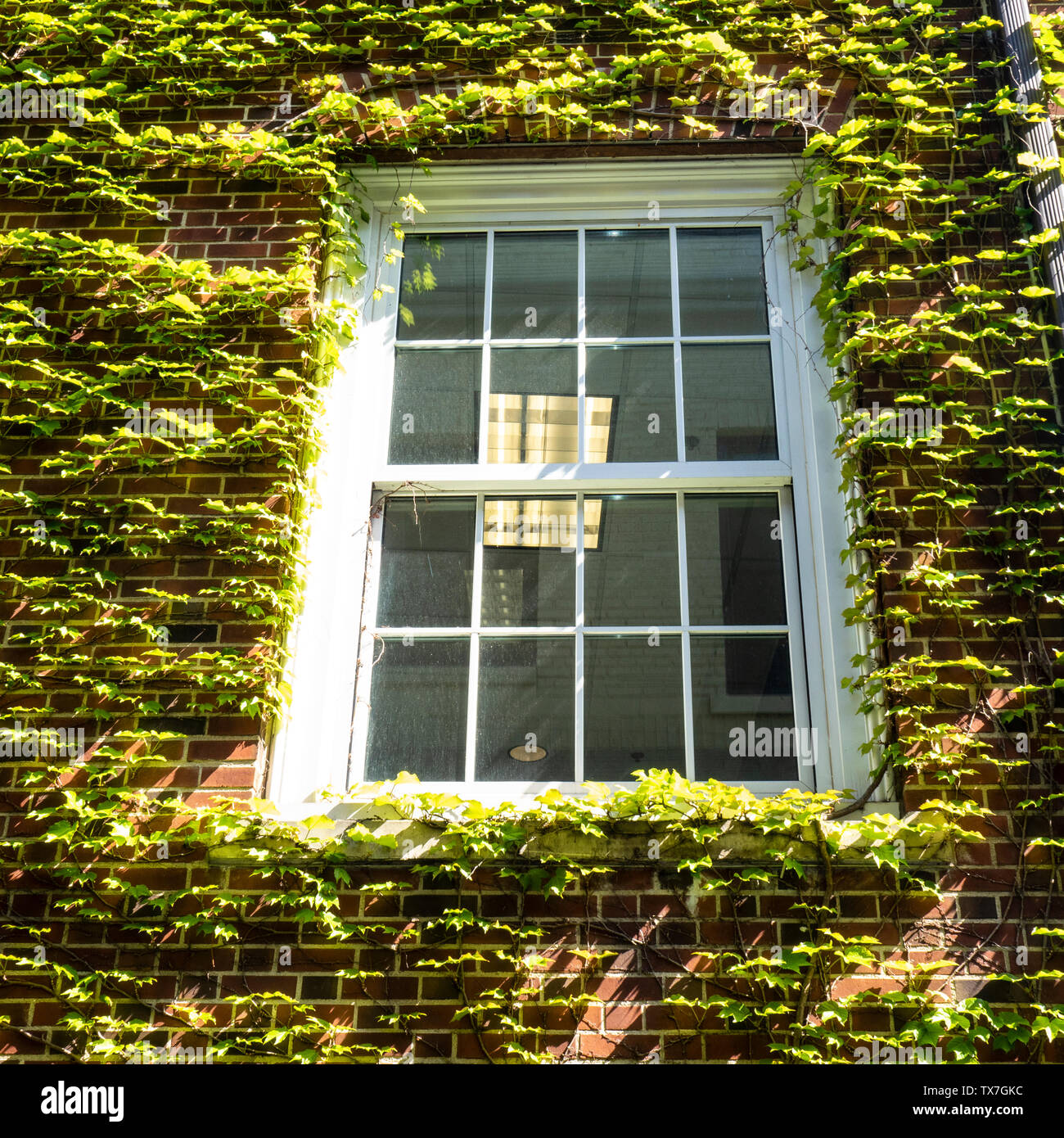 Ivy vigne circondano un bianco sul telaio di una finestra su un edificio in mattoni Foto Stock