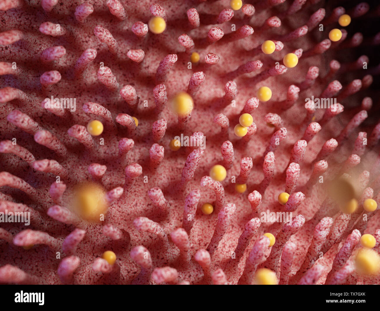 3D Rendering accurato dal punto di vista medico illustrazione di glutine danneggiare villis intestinale Foto Stock