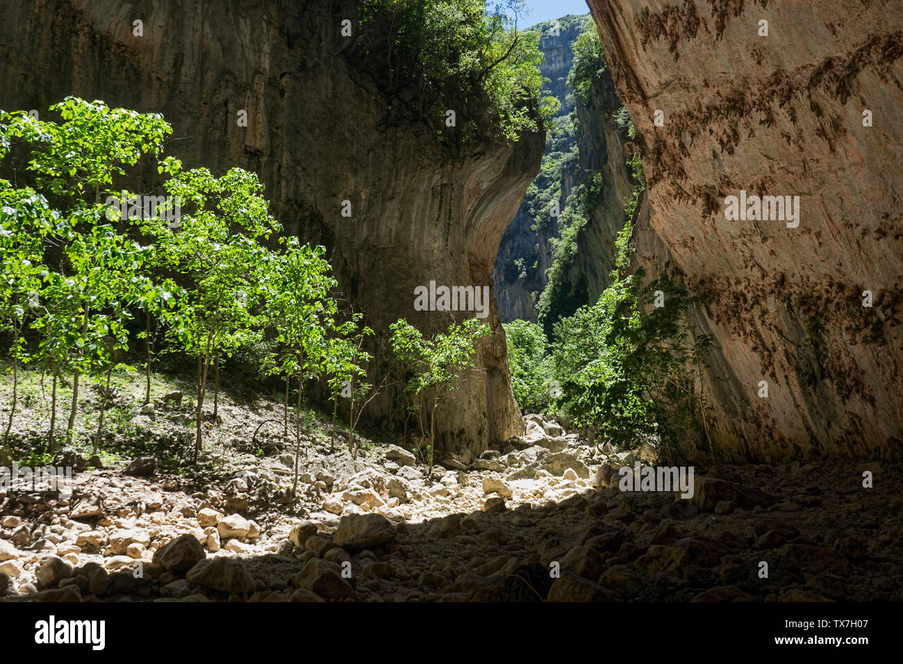 La forra verde in Grazalema parco naturale, Andalusia Foto Stock