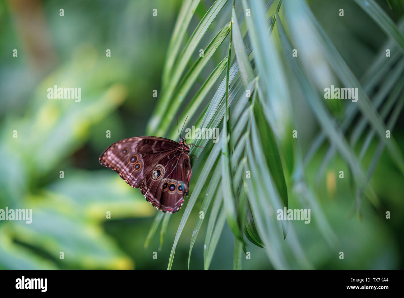 Close-up di butterfly si appollaia su foglie di piante.concetto Natura Foto Stock