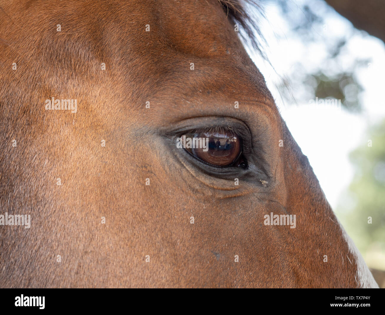 Close-up della testa di un cavallo deformato per effetto di una lente grandangolare Foto Stock