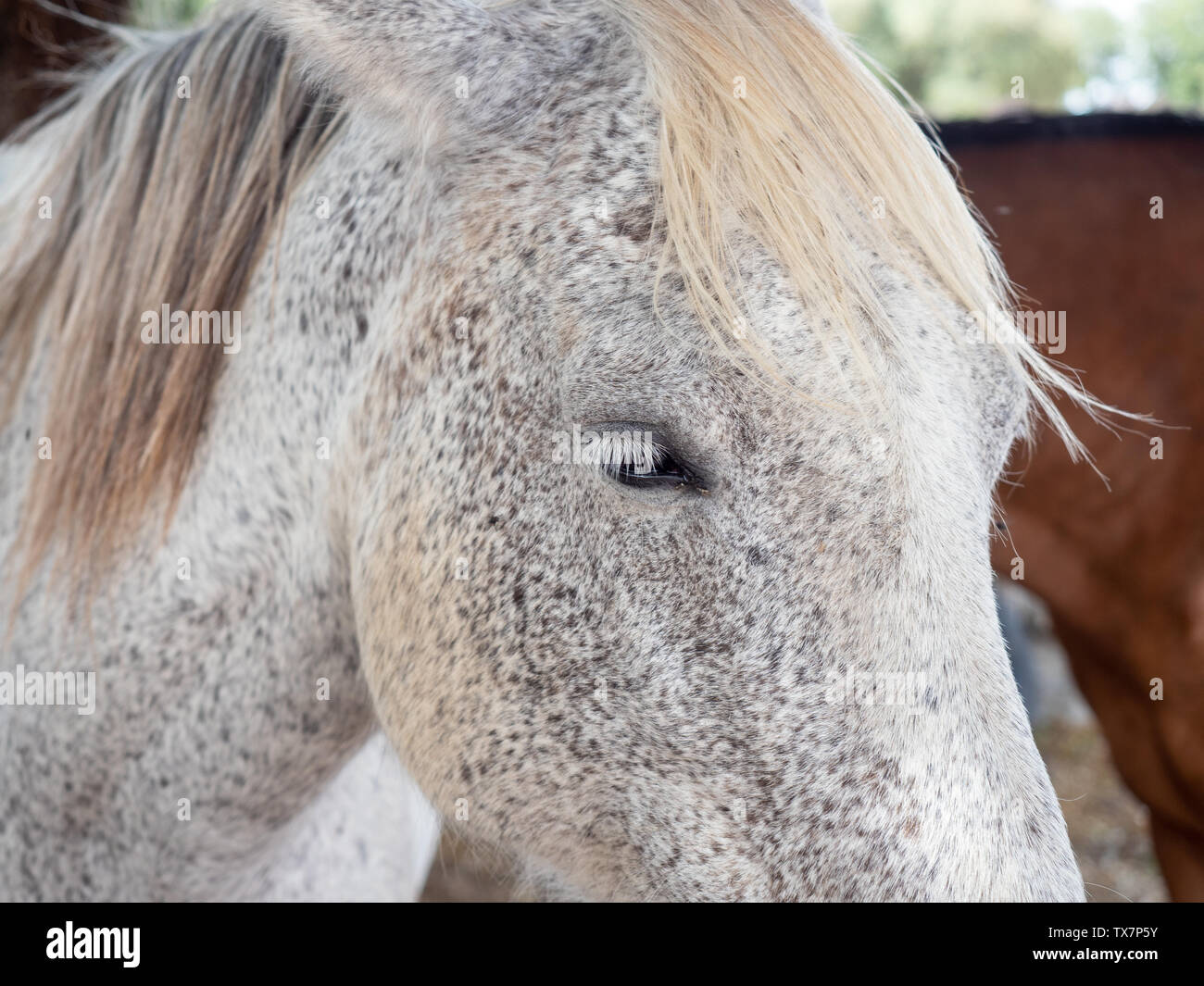 Close-up della testa di un cavallo deformato per effetto di una lente grandangolare Foto Stock