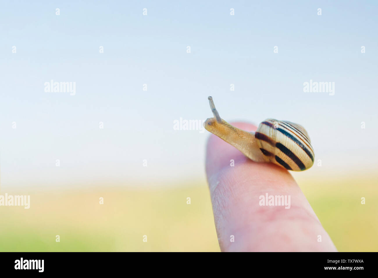 Un po' di lumaca sul dito con una luminosa estate sfondo e copiare lo spazio. Close-up della coclea con strisce sul guscio Foto Stock