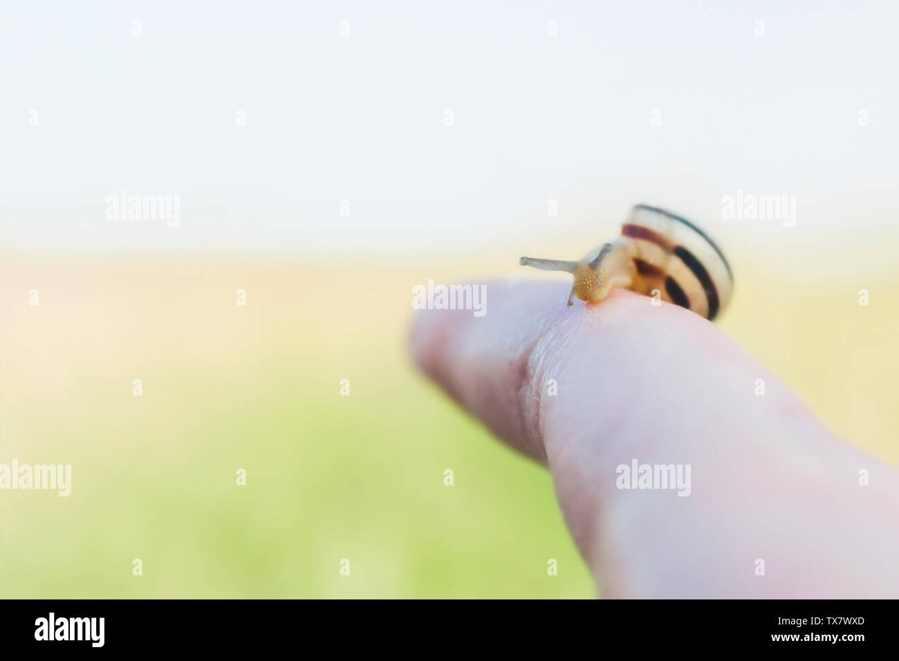 Un po' di lumaca sul dito con una luminosa estate sfondo e copiare lo spazio. Close-up della coclea con strisce sul guscio Foto Stock