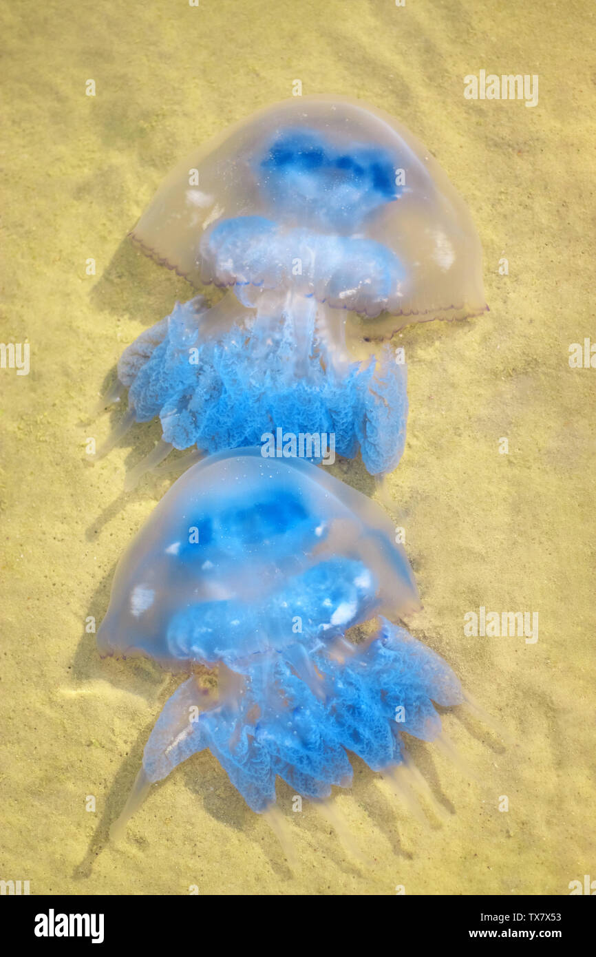 Meduse blu in acque poco profonde del mare. Estate specifiche stagionali. Foto Stock