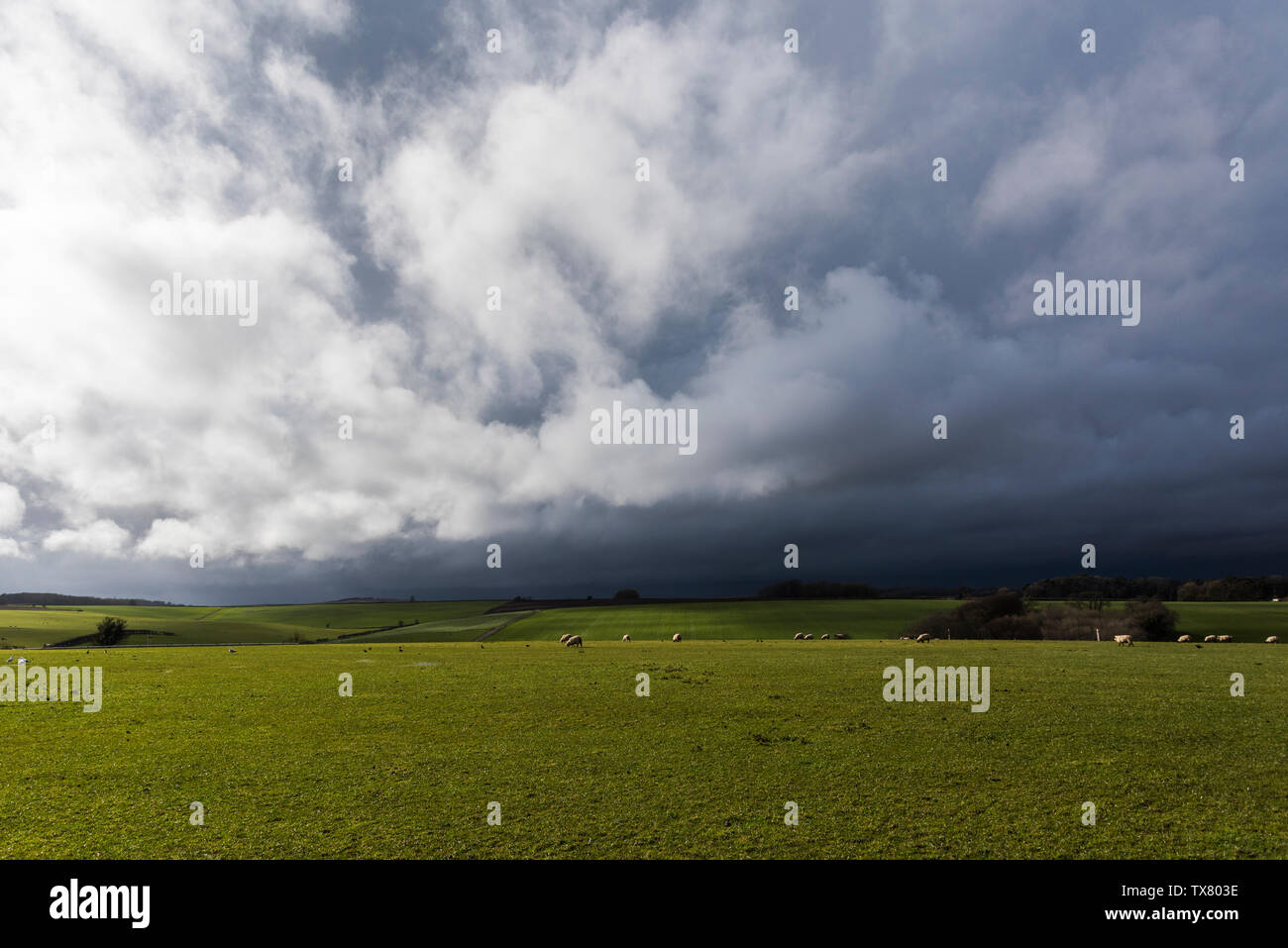 Il rotolamento Dorset terreni agricoli con pecore al pascolo sotto nuvole di tempesta Foto Stock