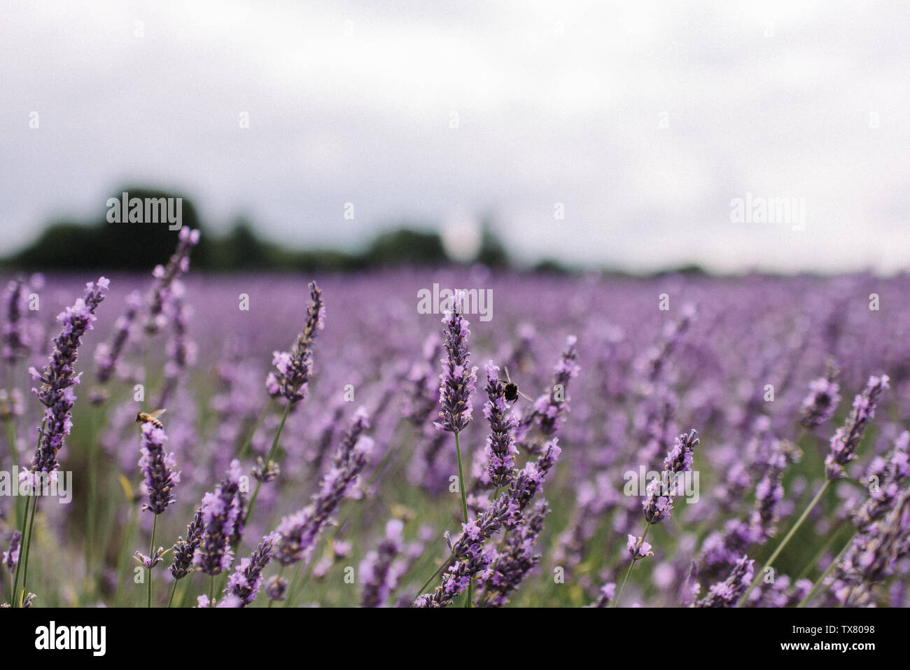 Bumble Bee con lavanda Foto Stock