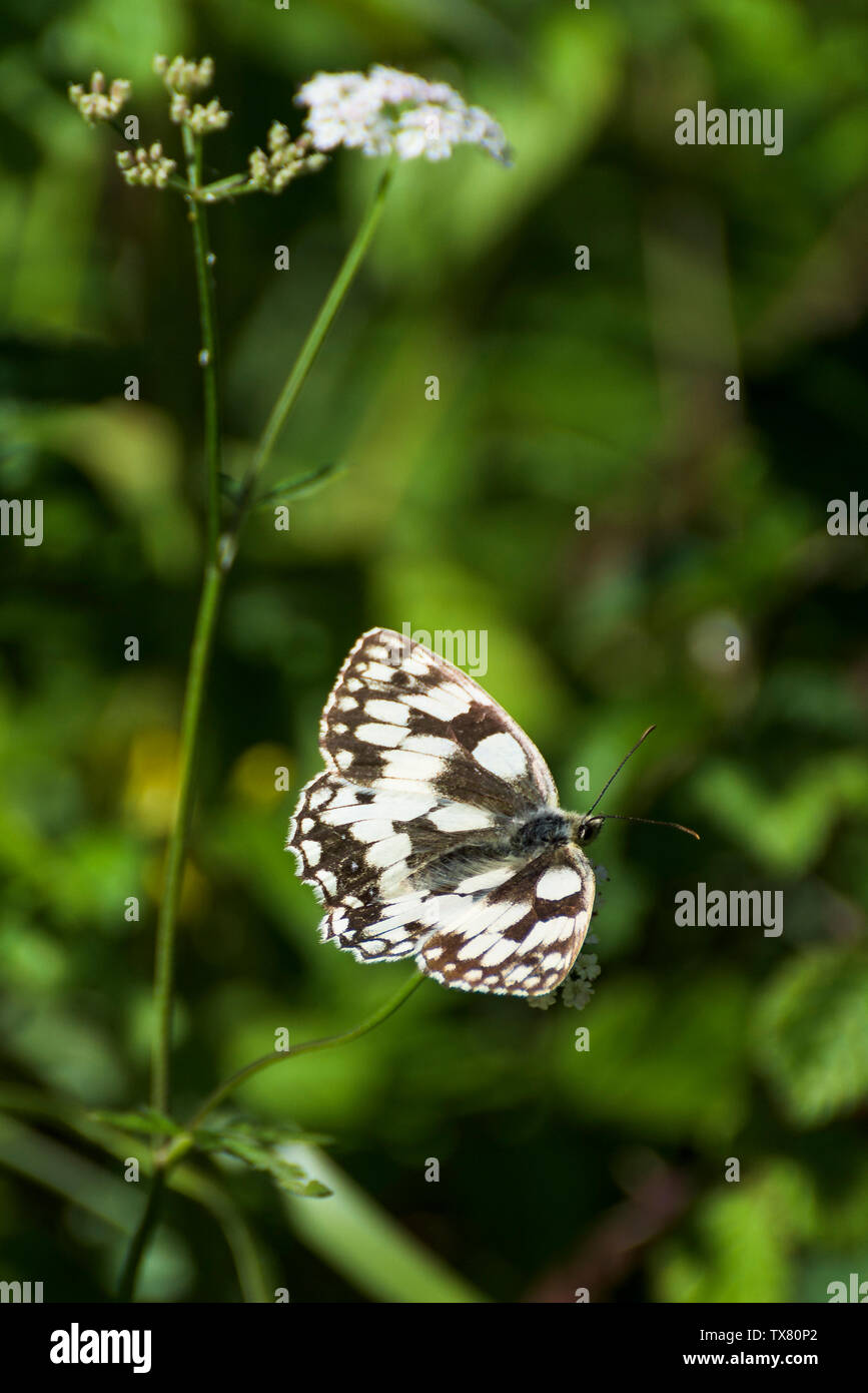In marmo bianco, a farfalla ali aperte, poggiante su Bianco fiore selvatico con sfocato sfondo verde Foto Stock