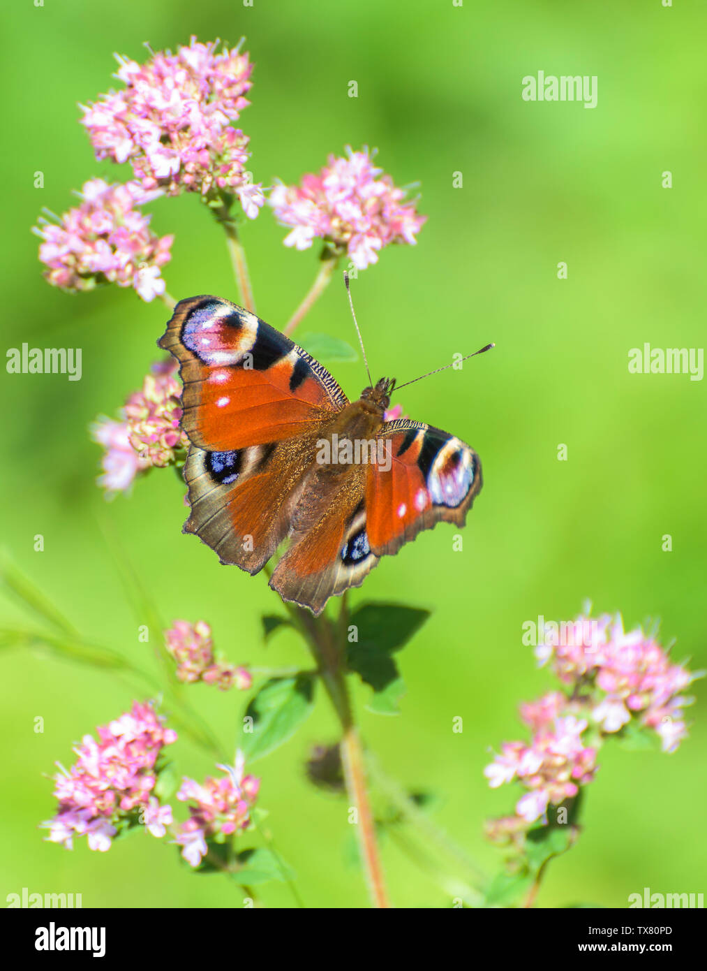 Farfalla pavone in appoggio sul rosa selvaggio fiore con alette aperte Foto Stock