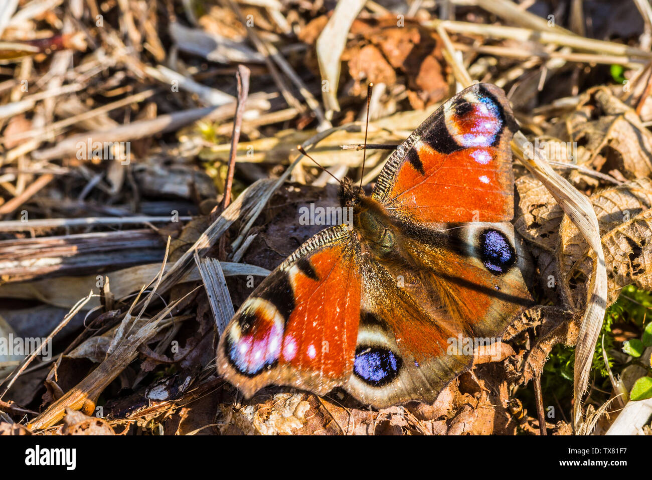Farfalla pavone in appoggio al sole su erba secca con alette aperte Foto Stock