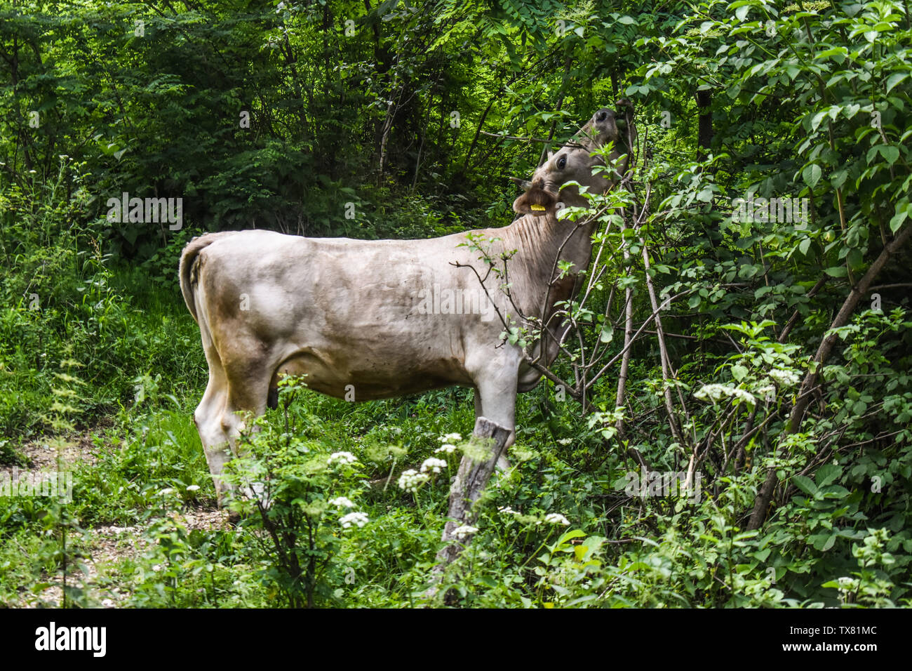 Il pascolo di vacca fresche foglie verdi nel giardino in stile.stock foto con il paesaggio rurale in Romania. Foto Stock