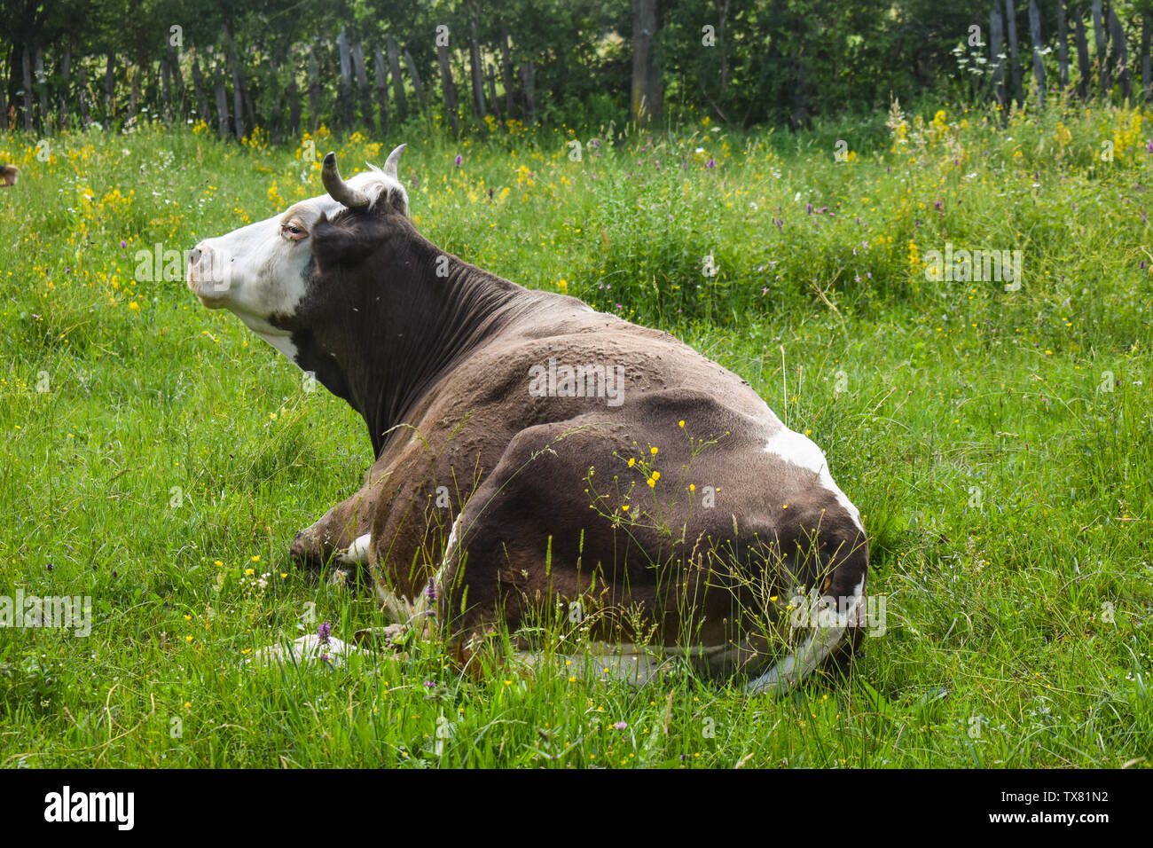 Vacca in appoggio positin nel prato greem.stock in stile foto con il paesaggio rurale in Romania. Foto Stock