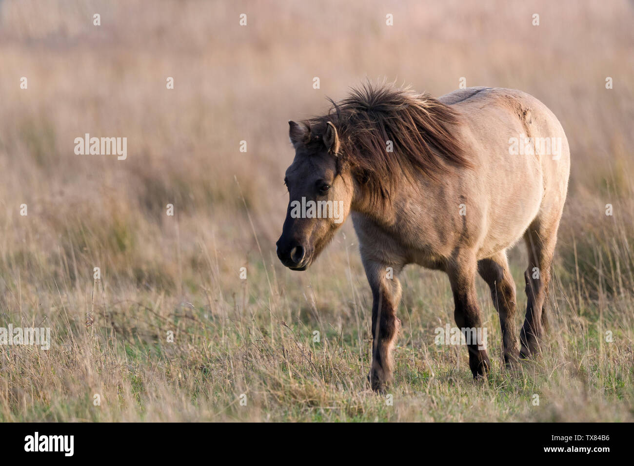 Cavalli Konik in un cambridigeshire fen Foto Stock