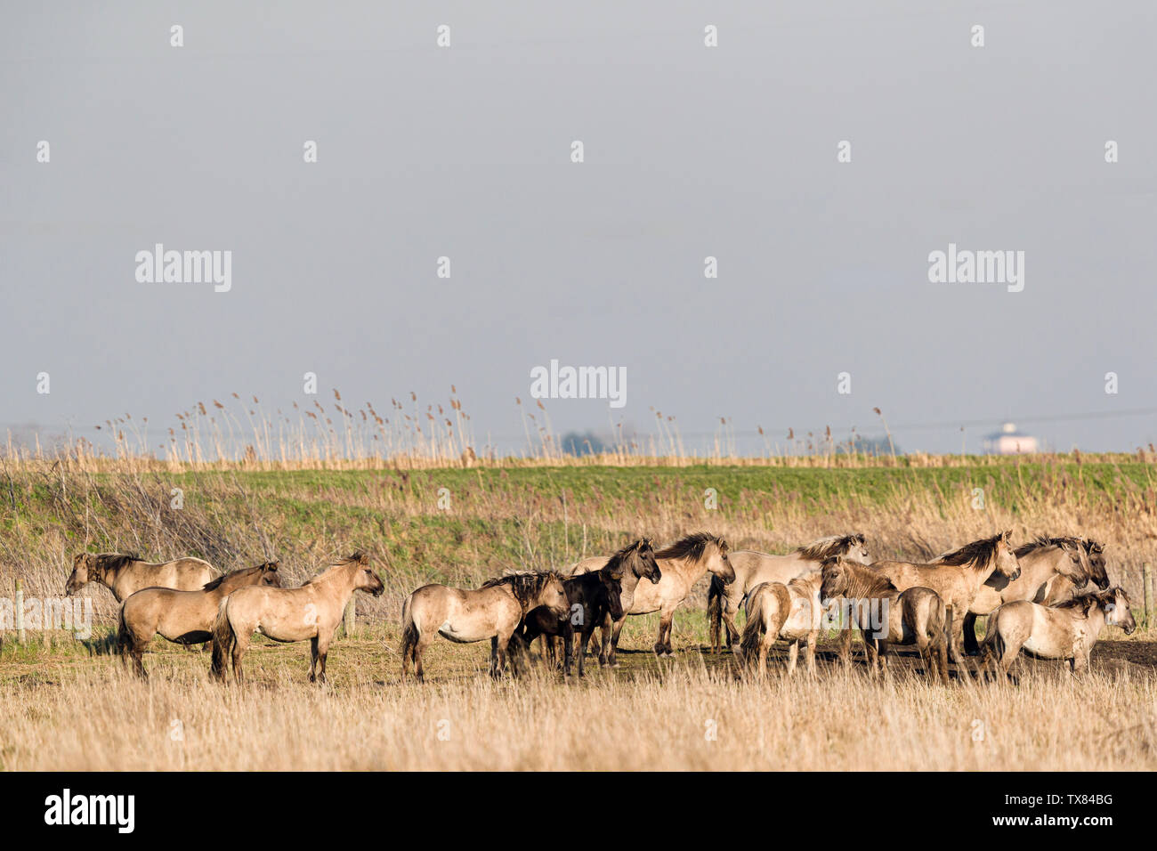 Allevamento di cavalli Konik Foto Stock