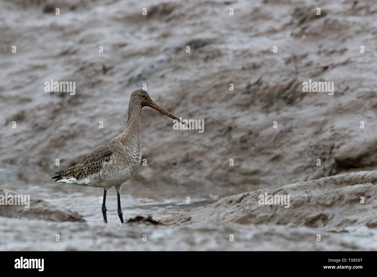 Bar-tailed godwit, alimentando nel fango del porto Foto Stock