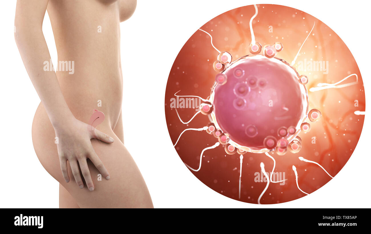 Donna incinta con visibile utero e cellula uovo Foto Stock