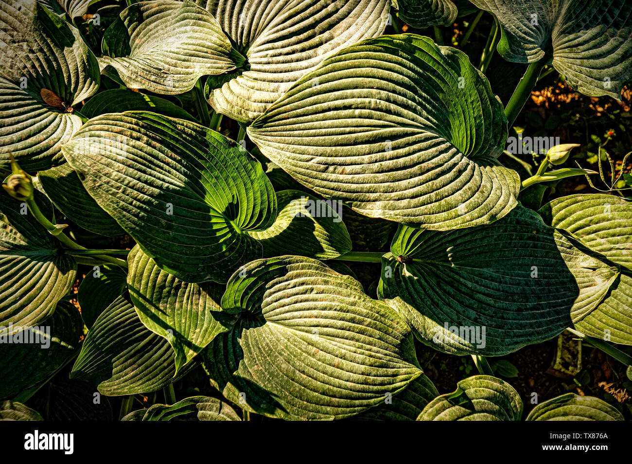 Italia Piemonte Torino Valentino giardino botanico - Liliacee - Hosta Blue Angel Foto Stock