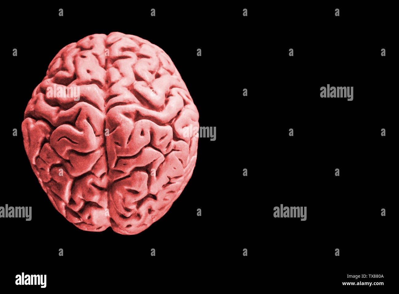 Cervello umano isolato su sfondo nero con copia libera spazio per testo o illustrazione di digital design. un cervello umano isolato su bianco con un sacco di spazio fo Foto Stock