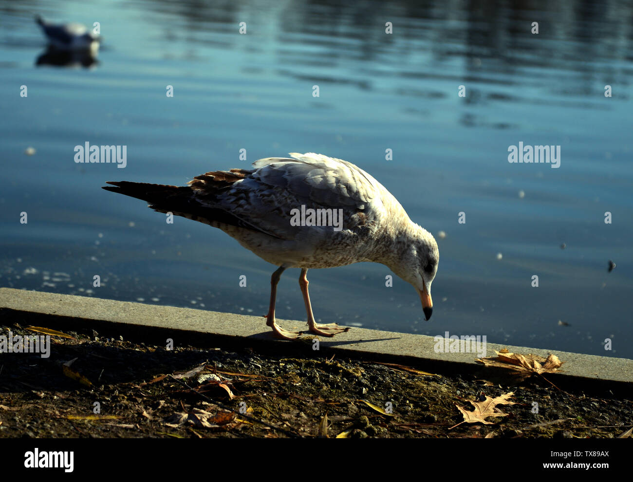 Gli uccelli nel parco Foto Stock